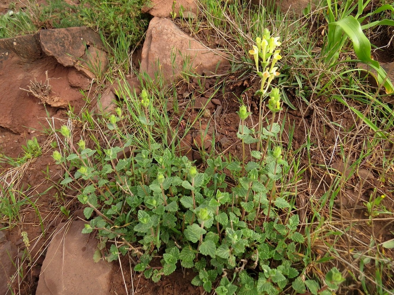 Изображение особи Scutellaria adenostegia.