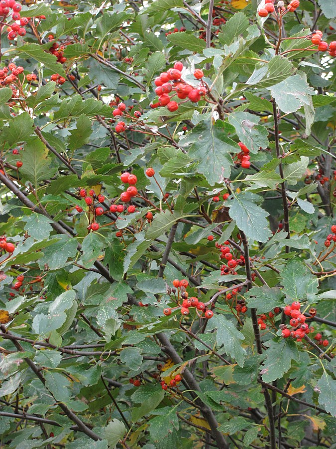 Изображение особи Sorbus tauricola.