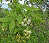 Staphylea pinnata