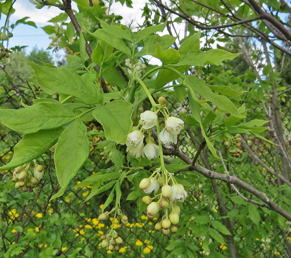 Image of Staphylea pinnata specimen.