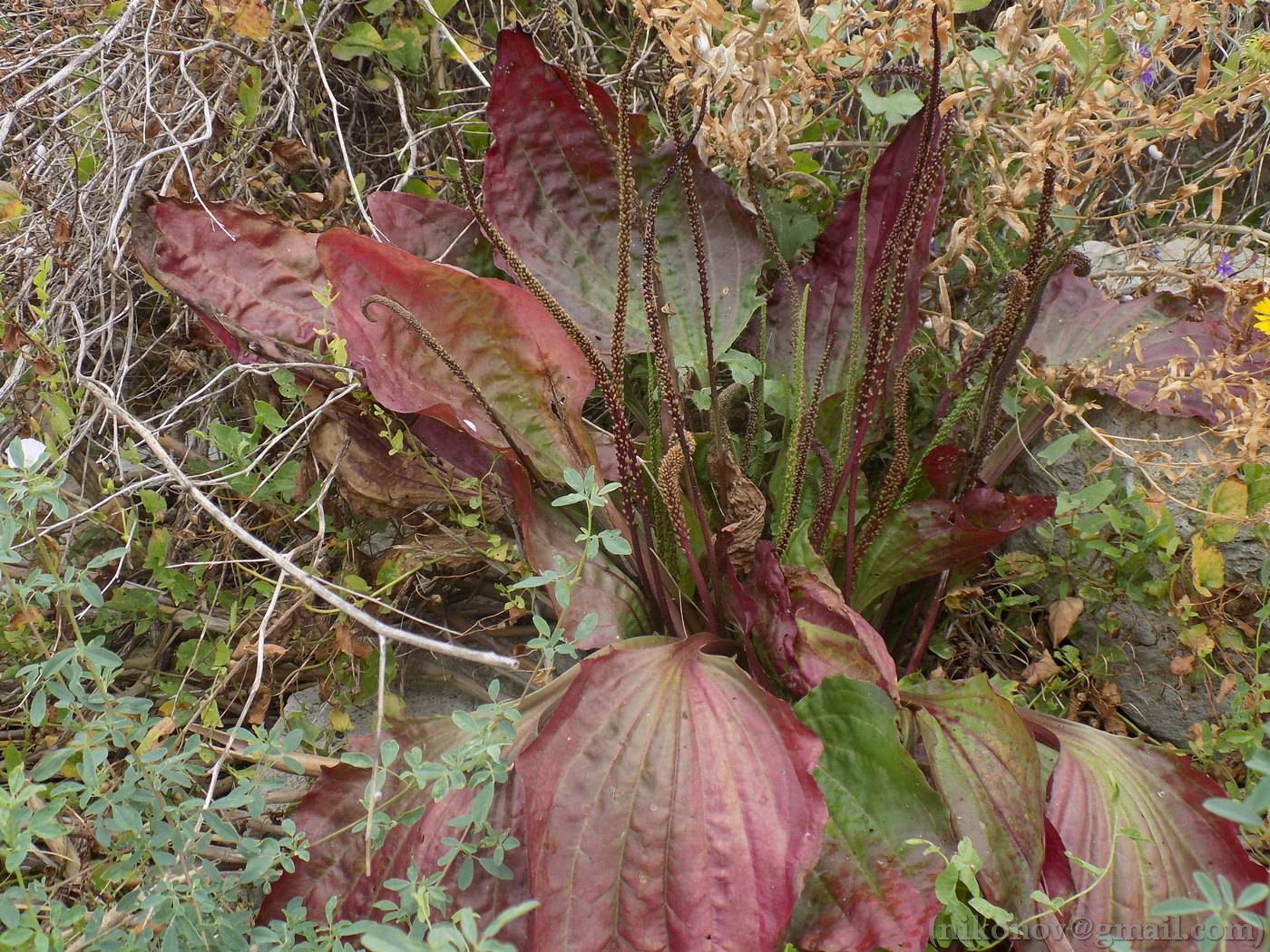 Изображение особи Plantago major.