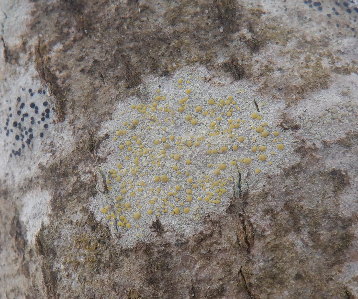 Image of Lecanora symmicta specimen.