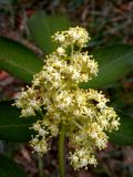 Sambucus racemosa