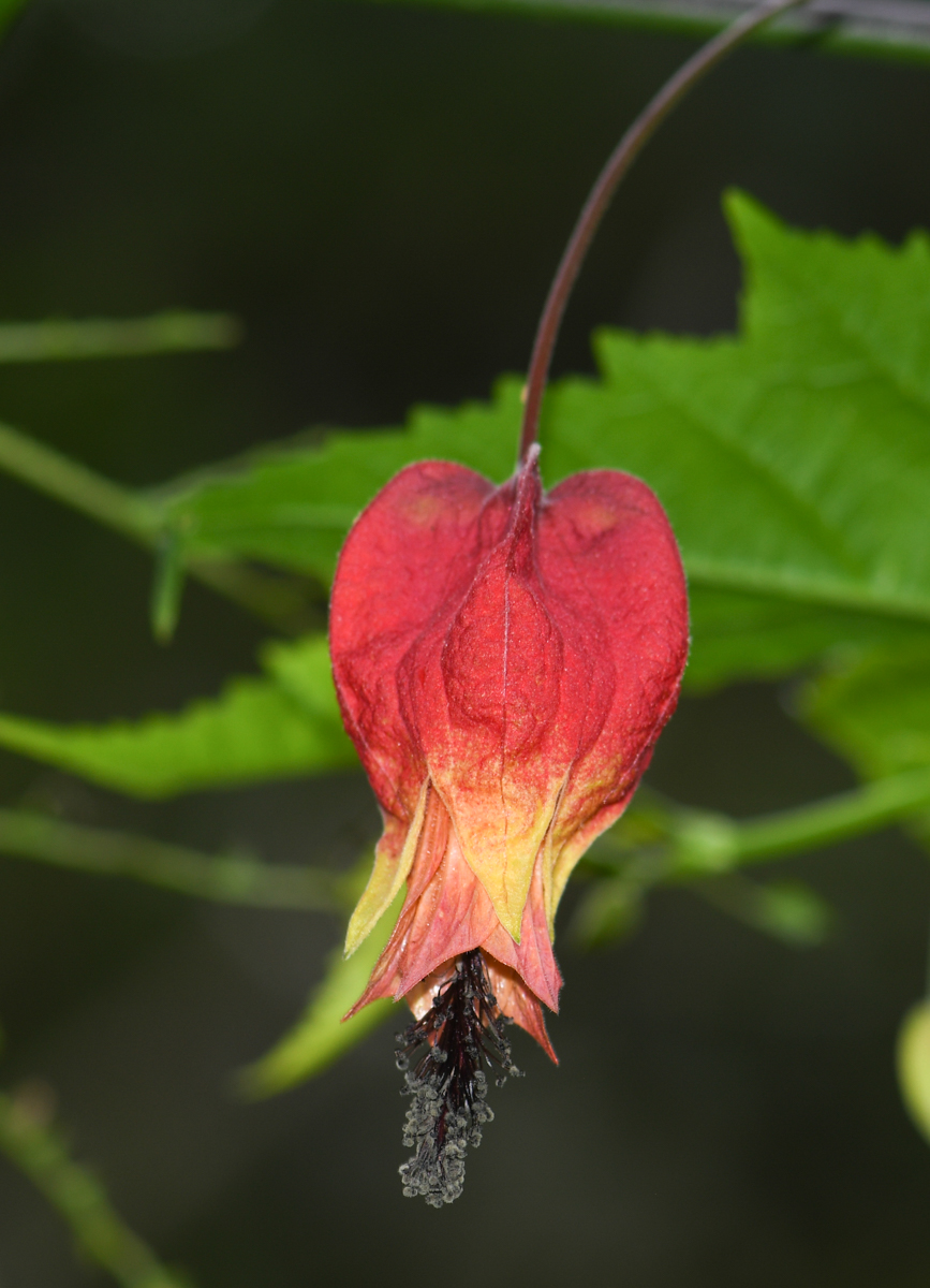 Изображение особи Abutilon megapotamicum.