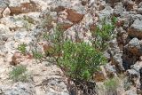 Rhamnus songorica. Вегетирующее растение. Узбекистан, Ташкентская обл., зап. отроги Чаткальского хр., склон над р. Чаткал напротив ур. Обирахмат, известняковая скала. 27.04.2021.