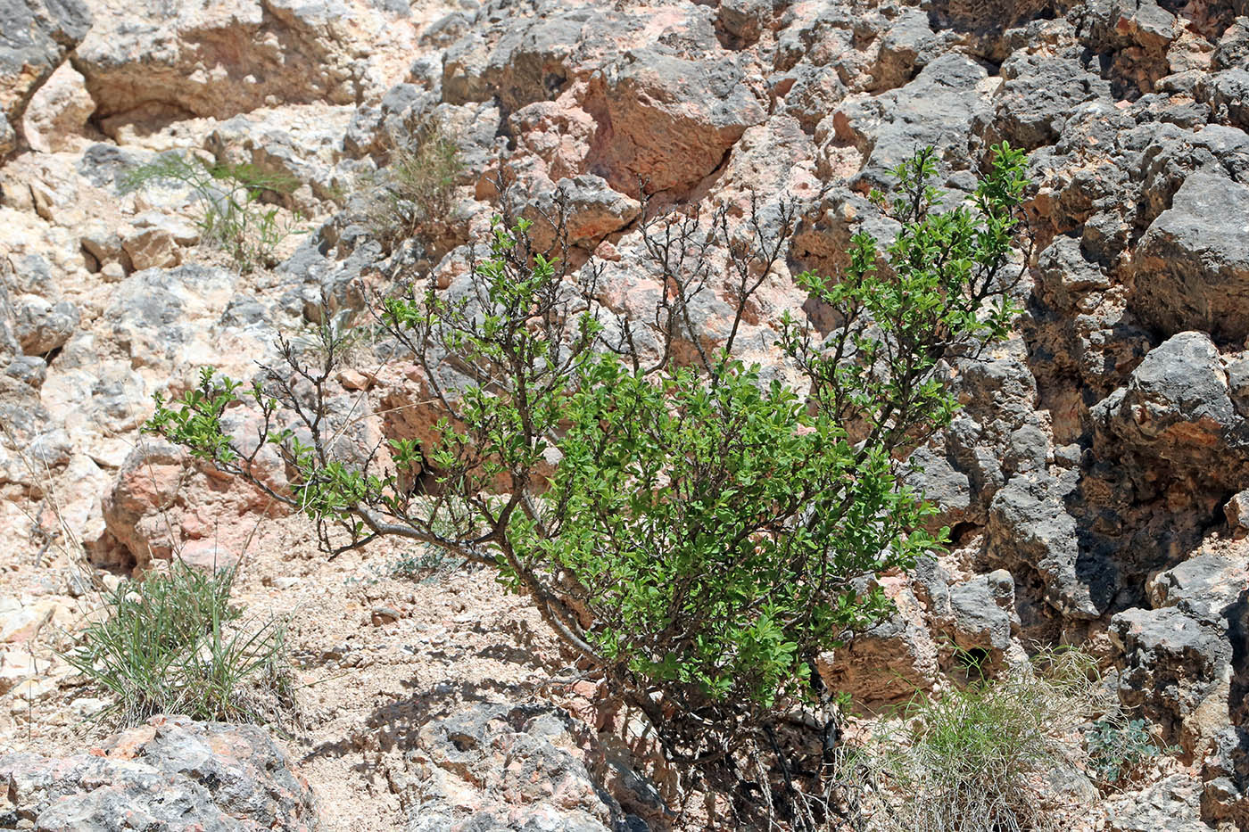 Изображение особи Rhamnus songorica.