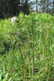 Cardamine dentata