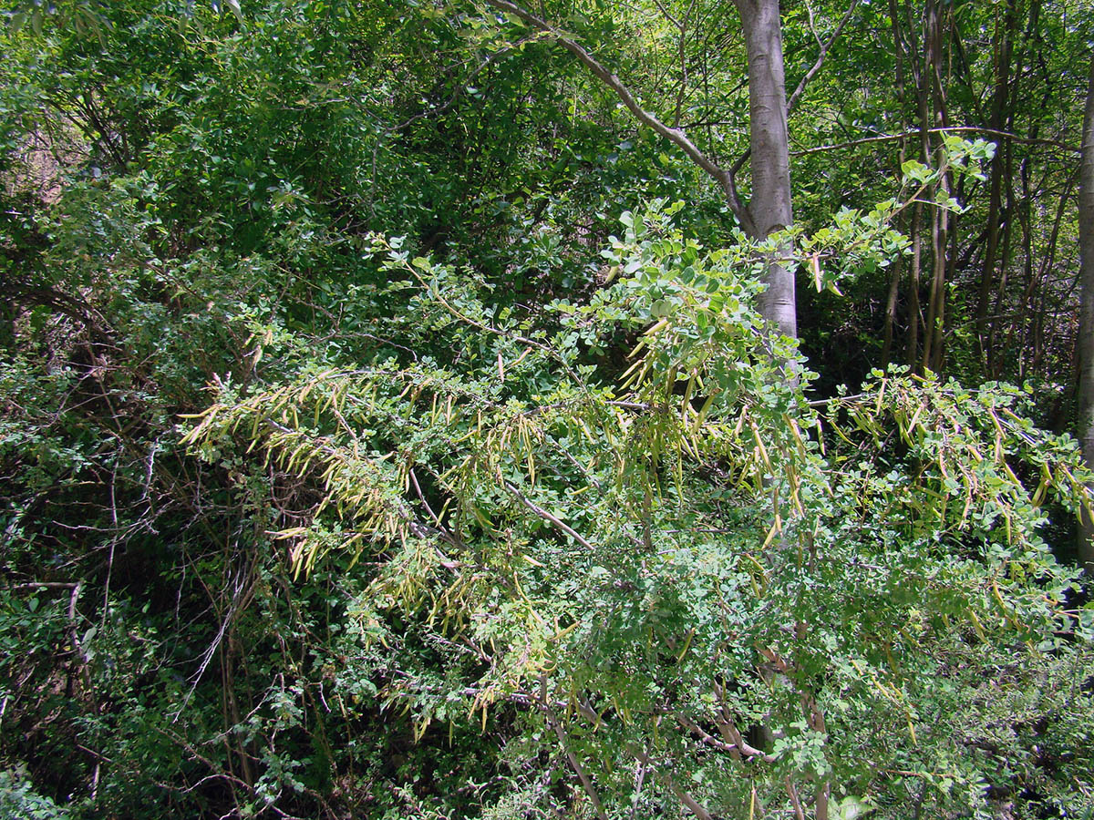 Image of Caragana turkestanica specimen.