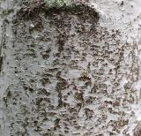 genus Betula. Фрагмент поверхности ствола. Приморский край, Лазовский р-н, Лазовский заповедник, 1 км Ю кордона Америка. 17.08.2009.