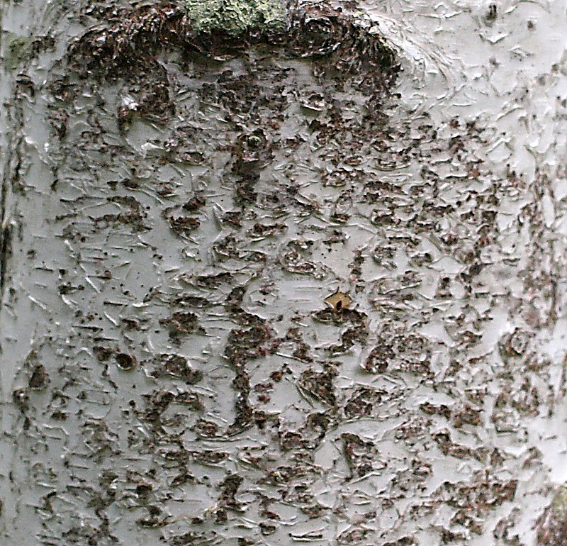 Image of genus Betula specimen.