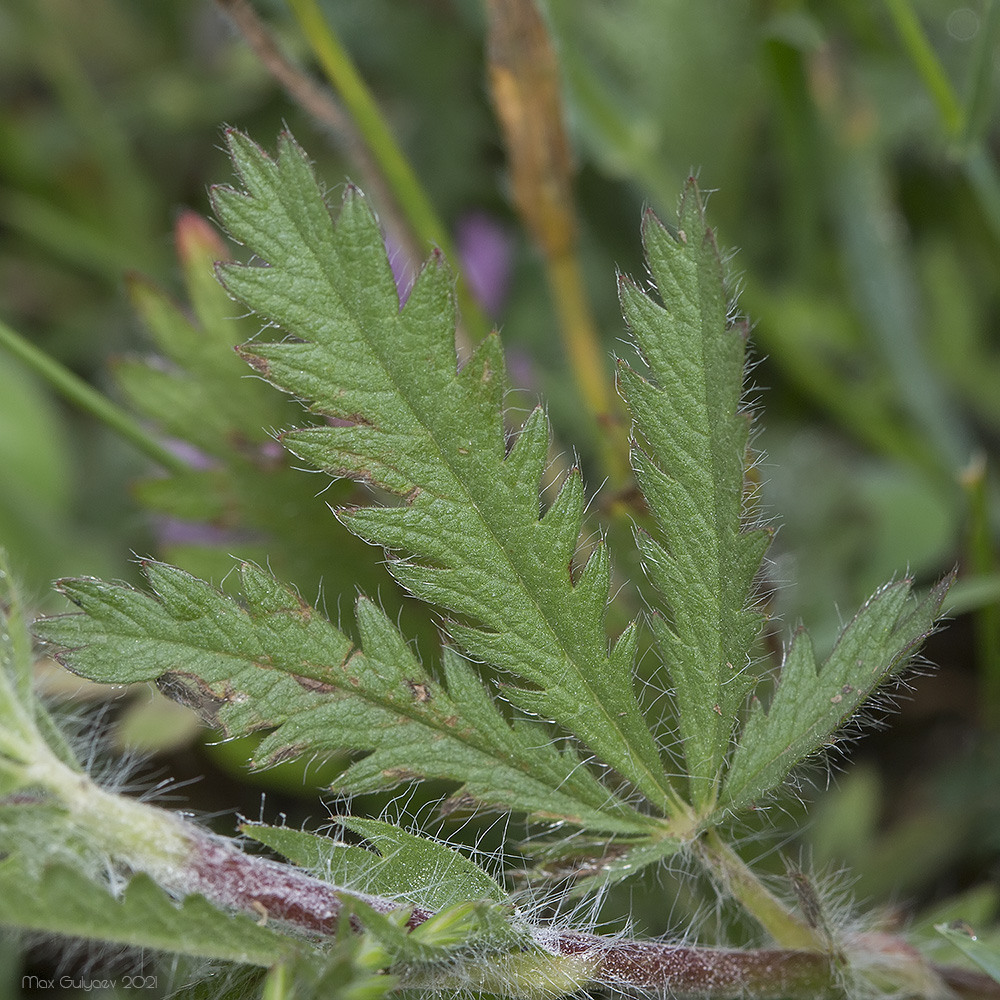 Image of Potentilla semilaciniosa specimen.
