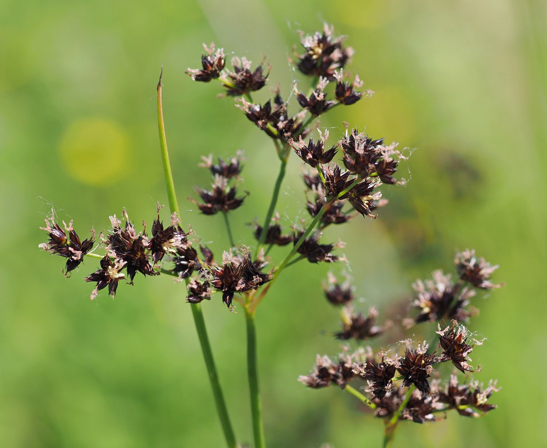 Изображение особи Juncus atratus.