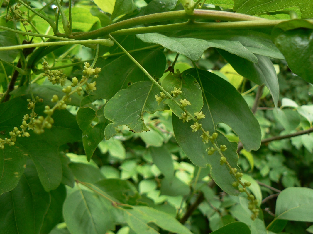 Изображение особи Dioscorea nipponica.