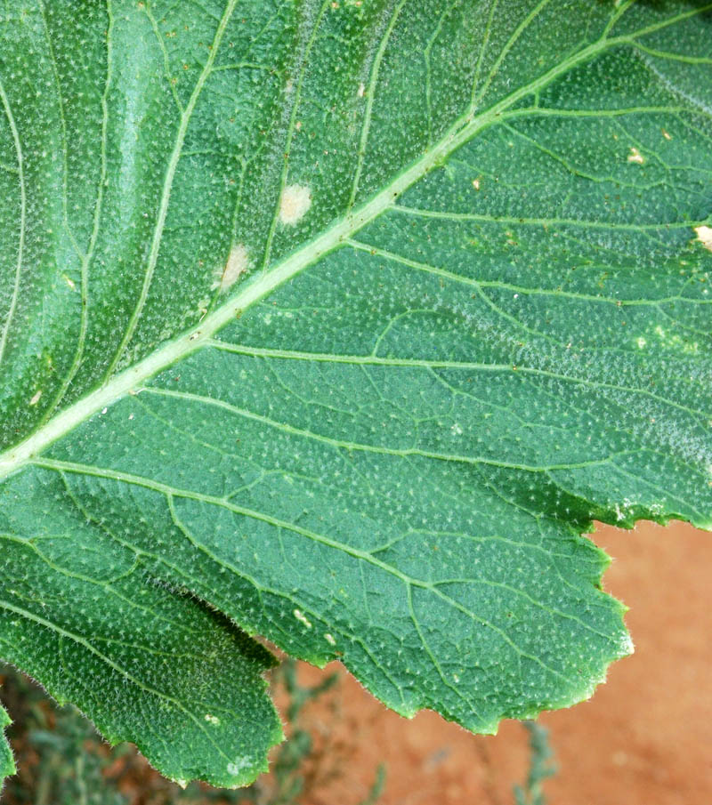 Image of Crambe schugnana specimen.