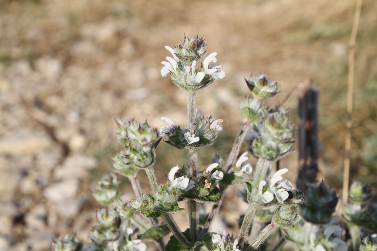 Изображение особи Salvia aethiopis.