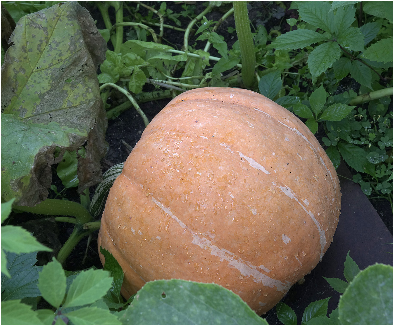 Изображение особи Cucurbita maxima.