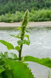 Phlomoides tuberosa. Верхушка побега с развивающимся соцветием. Свердловская обл., Красноуфимский округ, Усть-Машский сельский совет, окр. дер. Русский Усть-Маш, обрывистый берег р. Уфа. 13 июня 2021 г.