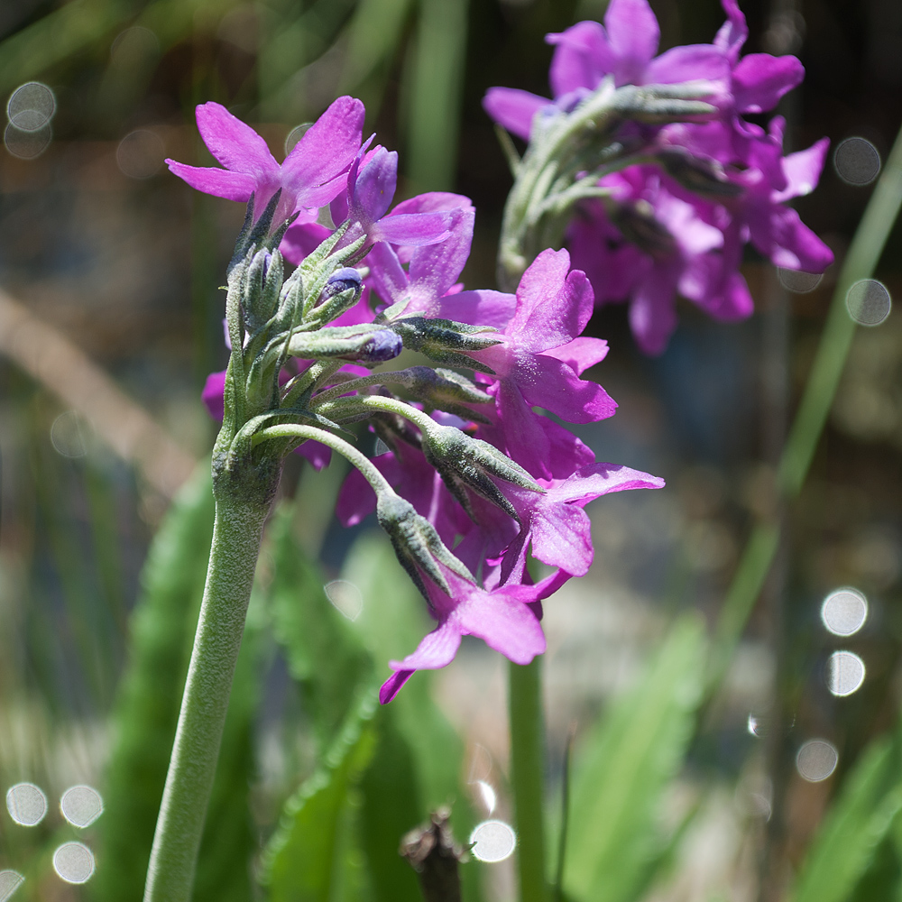 Изображение особи Primula nivalis.