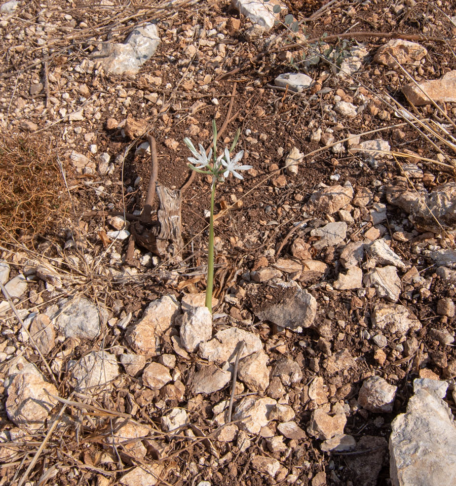 Image of Vagaria parviflora specimen.