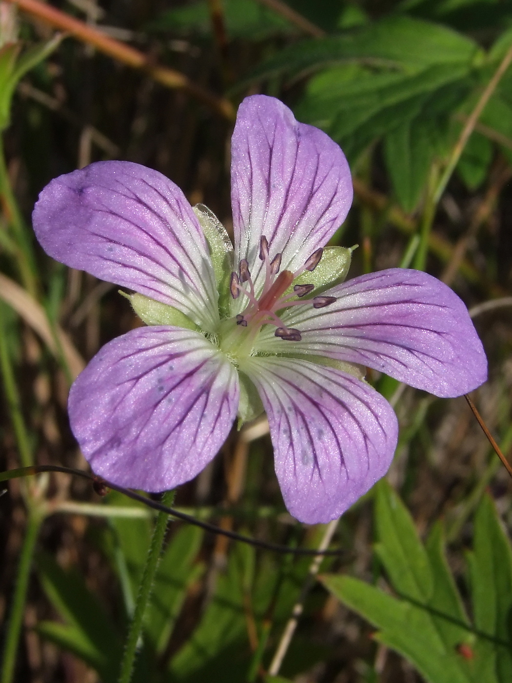 Изображение особи Geranium wlassovianum.