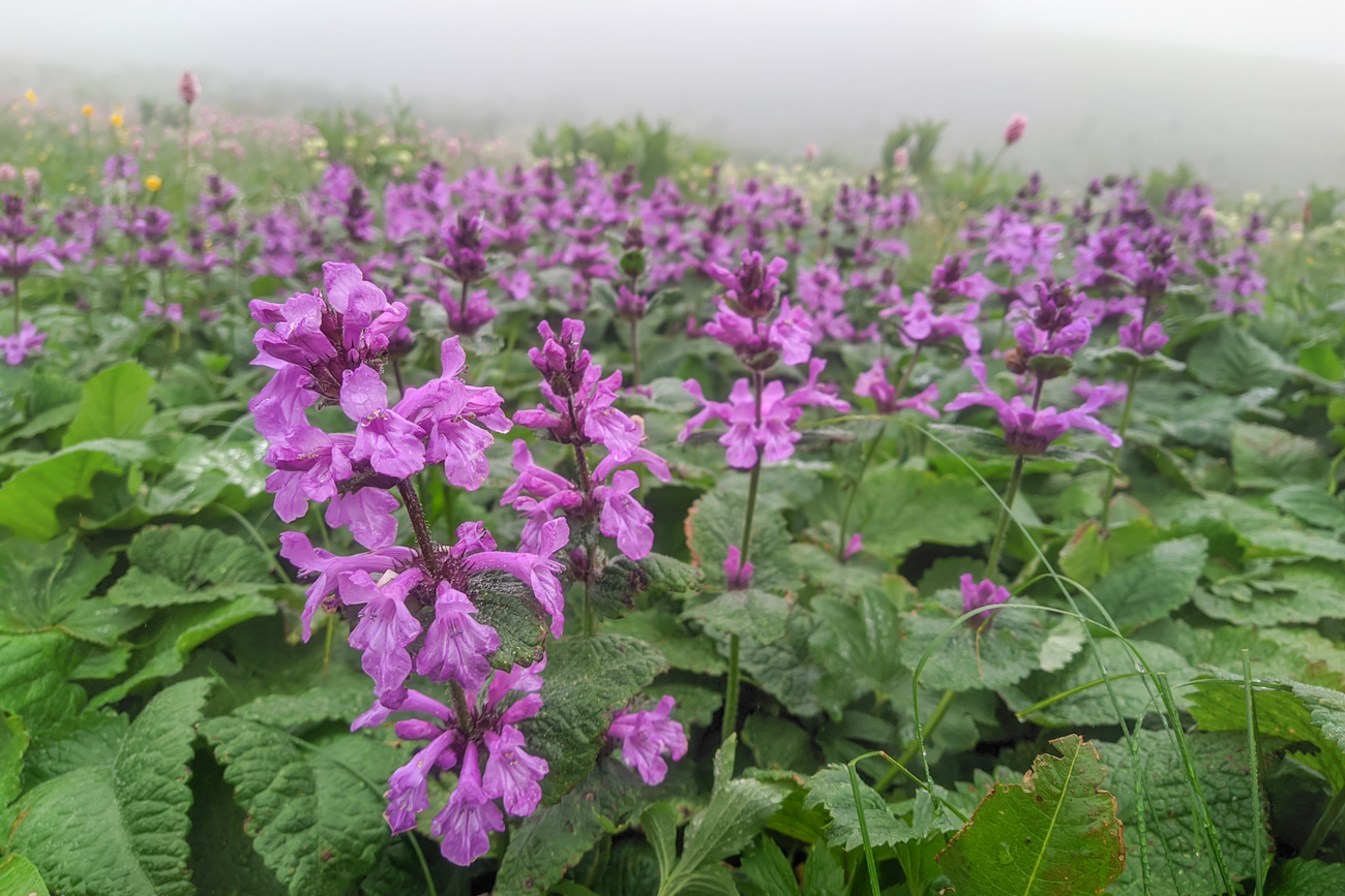 Изображение особи Betonica macrantha.