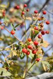 Rosa beggeriana