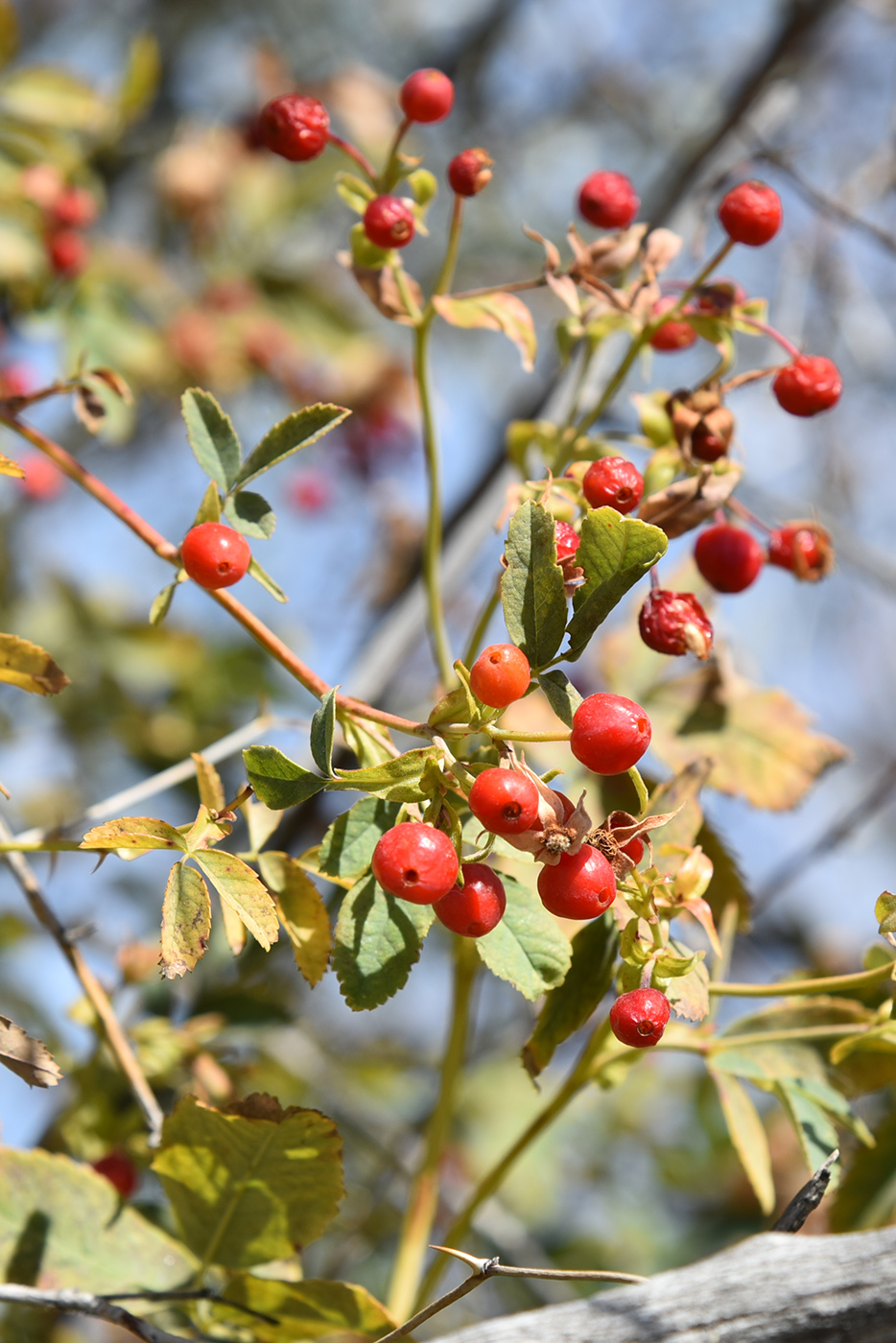 Image of Rosa beggeriana specimen.