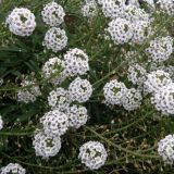 Lobularia maritima. Соцветия с цветками и плодами. Краснодарский край, ж.-д. ст. Кущёвка, клумба. 27.10.2010.