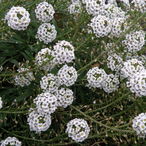 Image of Lobularia maritima specimen.