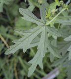 Malva moschata