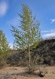 Populus nigra. Взрослое плодоносящее дерево. Астраханская обл., Наримановский р-н, окр. с. Рассвет, берег р. Волга, песчаный пляж. 24.04.2021.