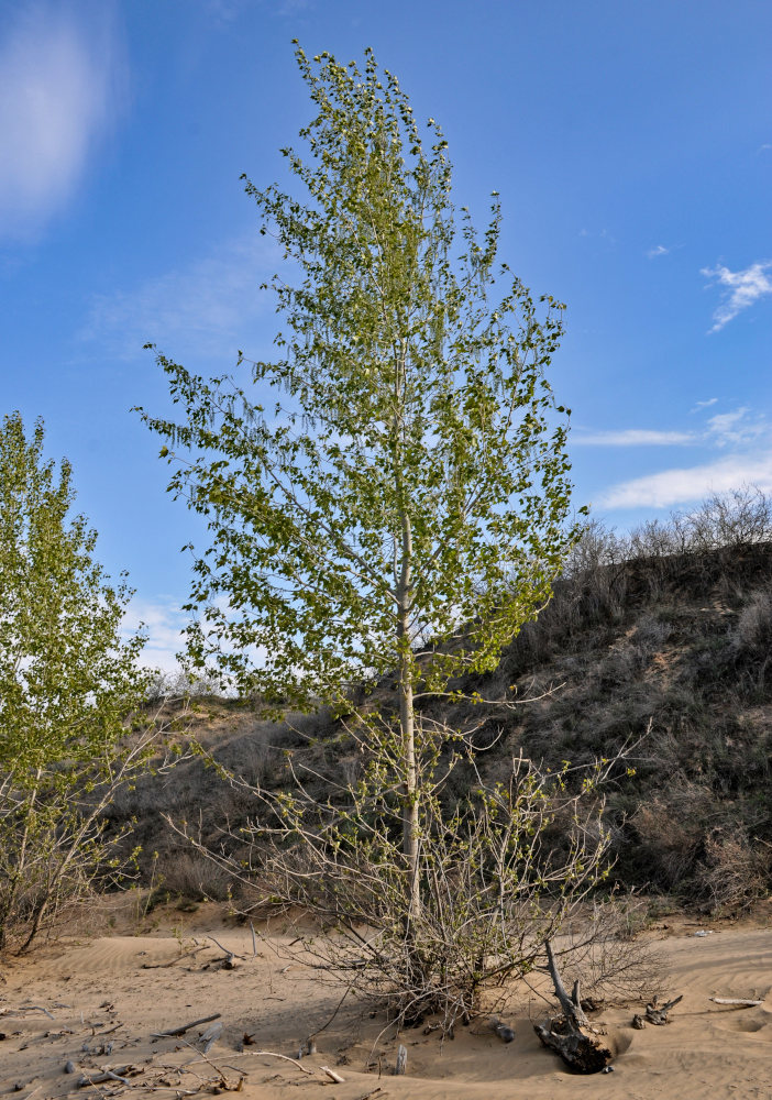 Image of Populus nigra specimen.