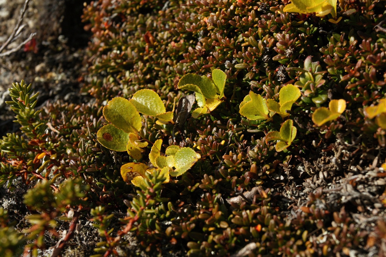 Image of Salix herbacea specimen.