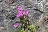 Pedicularis anthemifolia