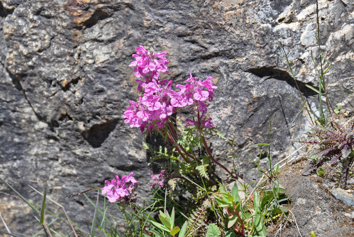 Изображение особи Pedicularis anthemifolia.