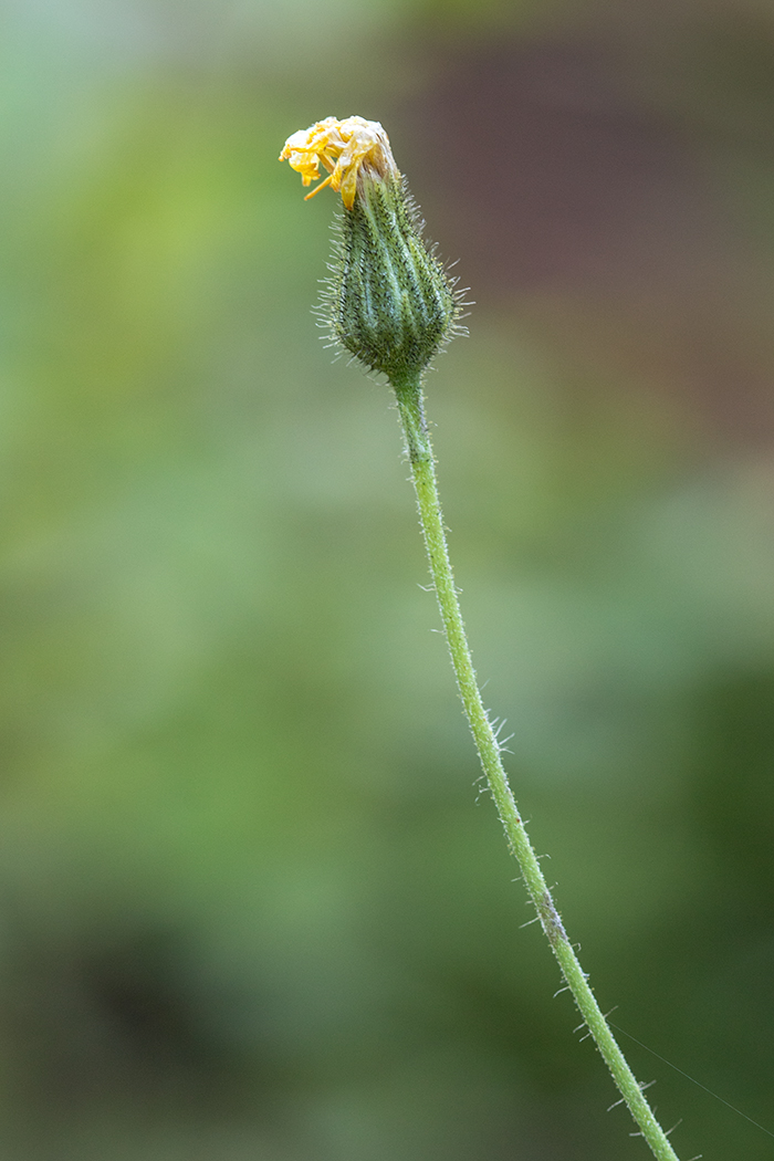 Image of genus Hieracium specimen.