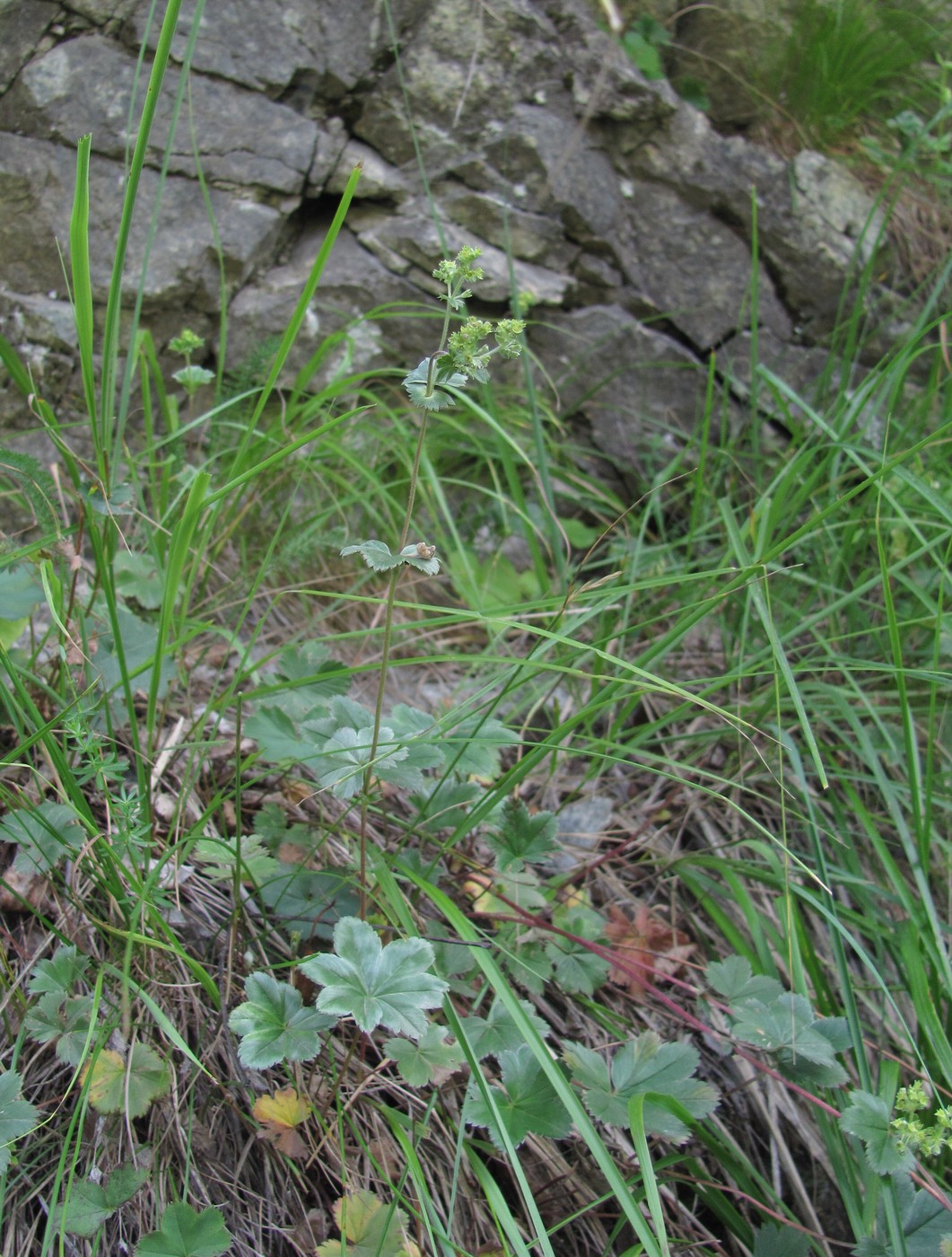 Image of Alchemilla sericata specimen.