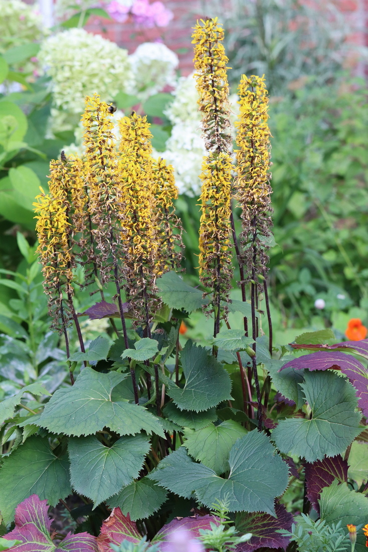 Image of Ligularia stenocephala specimen.