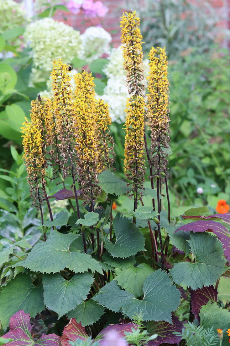 Изображение особи Ligularia stenocephala.