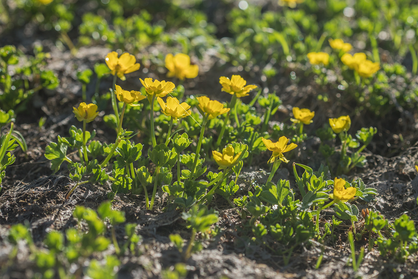 Изображение особи род Ranunculus.