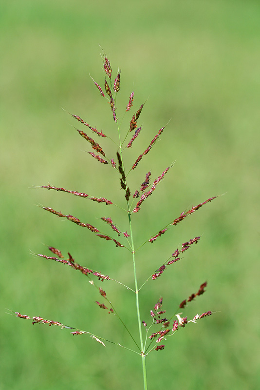 Изображение особи Sorghum × drummondii.