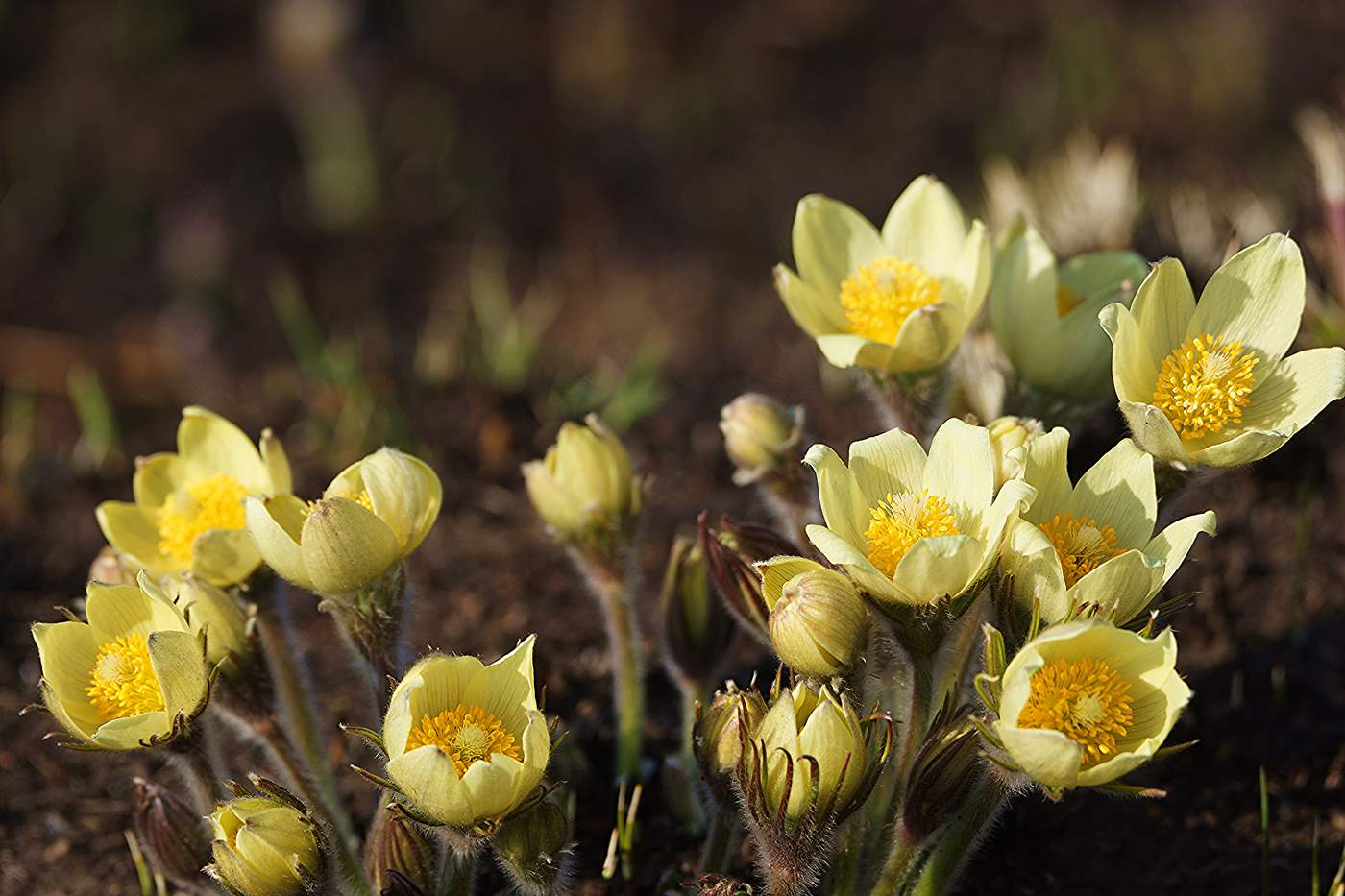 Image of Pulsatilla orientali-sibirica specimen.