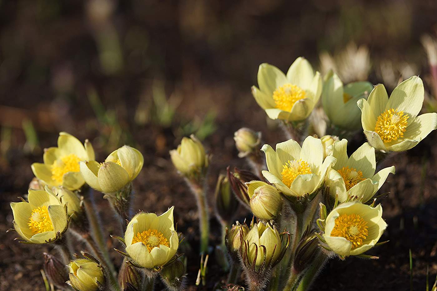 Изображение особи Pulsatilla orientali-sibirica.