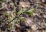 Lonicera xylosteum. Верхушка веточки. Пермский край, Кунгурский р-н, окр. с. Плехановское, восточнее ур. Спасская гора, липовая роща. 07.05.2022.
