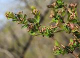 Spiraea flexuosa. Ветви с нераспустившимися соцветиями (Spiraea elegans Pojark.). Приморский край, Октябрьский р-н, окр. с. Заречное, гора Сенькина Шапка, западный склон, на каменных развалах в дубовом лесу. 29.04.2022.