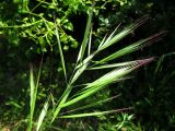 Poaceae