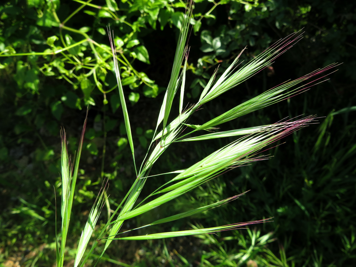 Изображение особи семейство Poaceae.