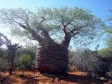 Adansonia fony variety rubrostipa