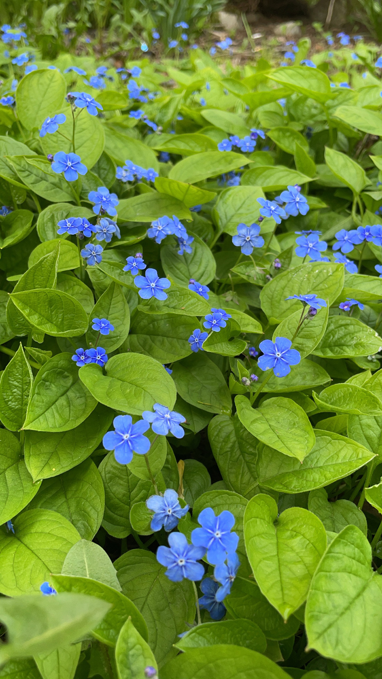 Изображение особи Omphalodes verna.