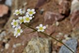 Saxifraga paniculata. Соцветие. Марий Эл, г. Йошкар-Ола, мкр-н Гомзово, в культуре. 18.06.2022.